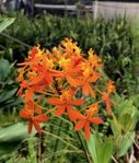 Epidendrum Crucifix Orchid