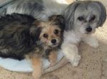 Two dogs squished onto a grey dog bed. The dog on the left is black and tan and the dog on the right is grey and white.