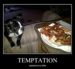 Funny Animal Pictures.jpg