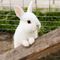 Bunniekins