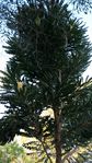 Banksia