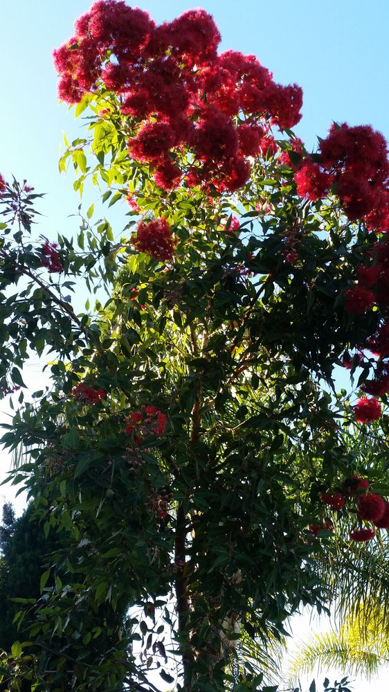 Red Flowering Gum