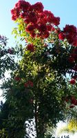 Red Flowering Gum