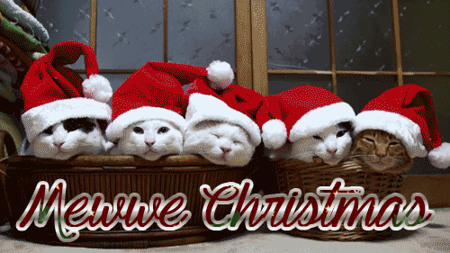mewy-christmas-santa-cats-animated-gif.gif