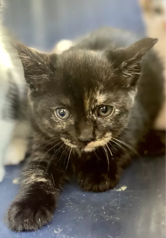 Pepper Puss1