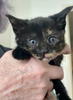 Pepper Puss2